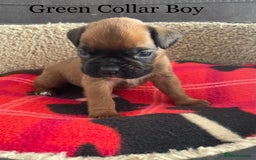 Boxer dogs for sale: 5 Beautiful KC Registered Boxer Puppies - Image 2