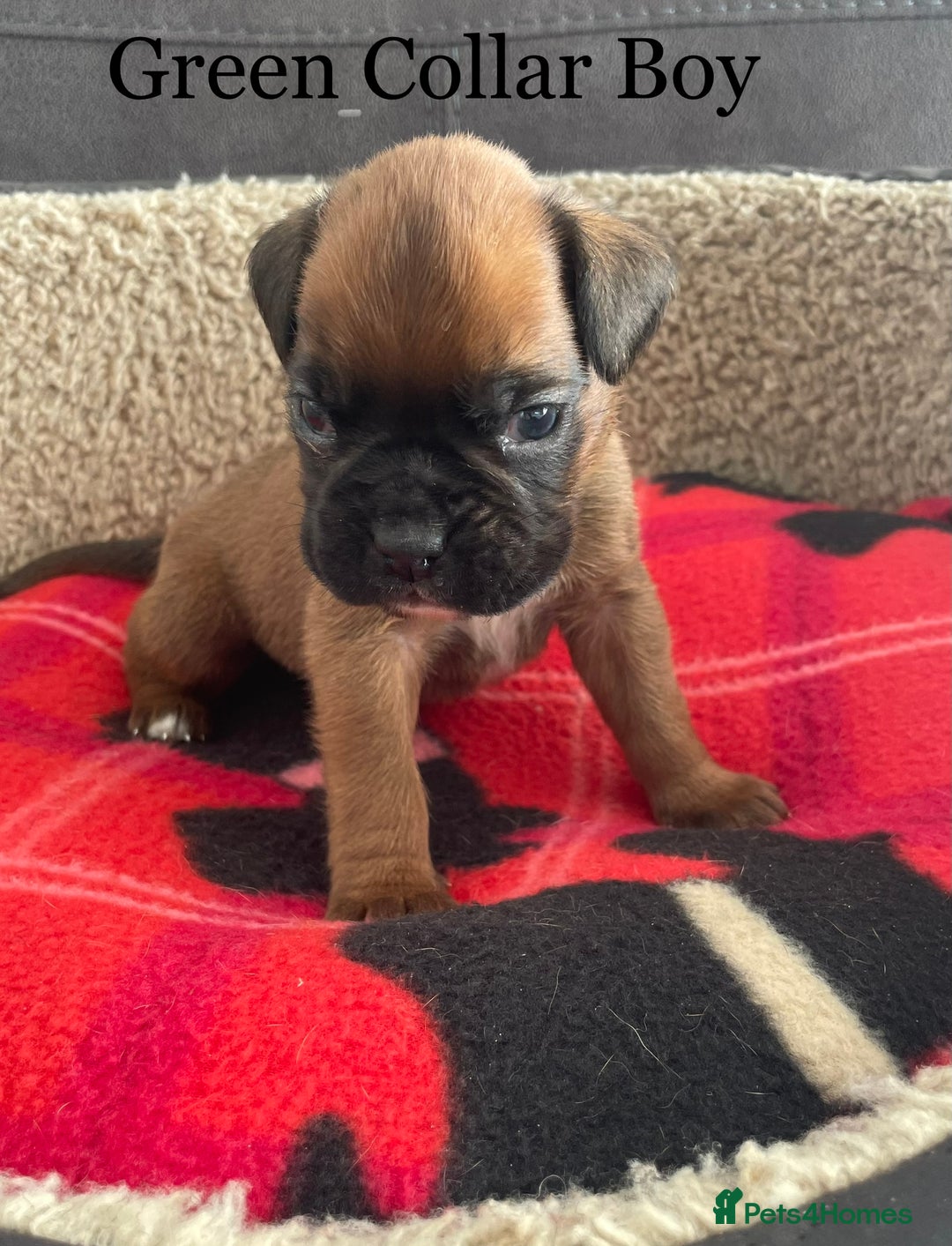Boxer dogs for sale: 5 Beautiful KC Registered Boxer Puppies - Image 2