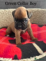 Boxer dogs - Advert 7