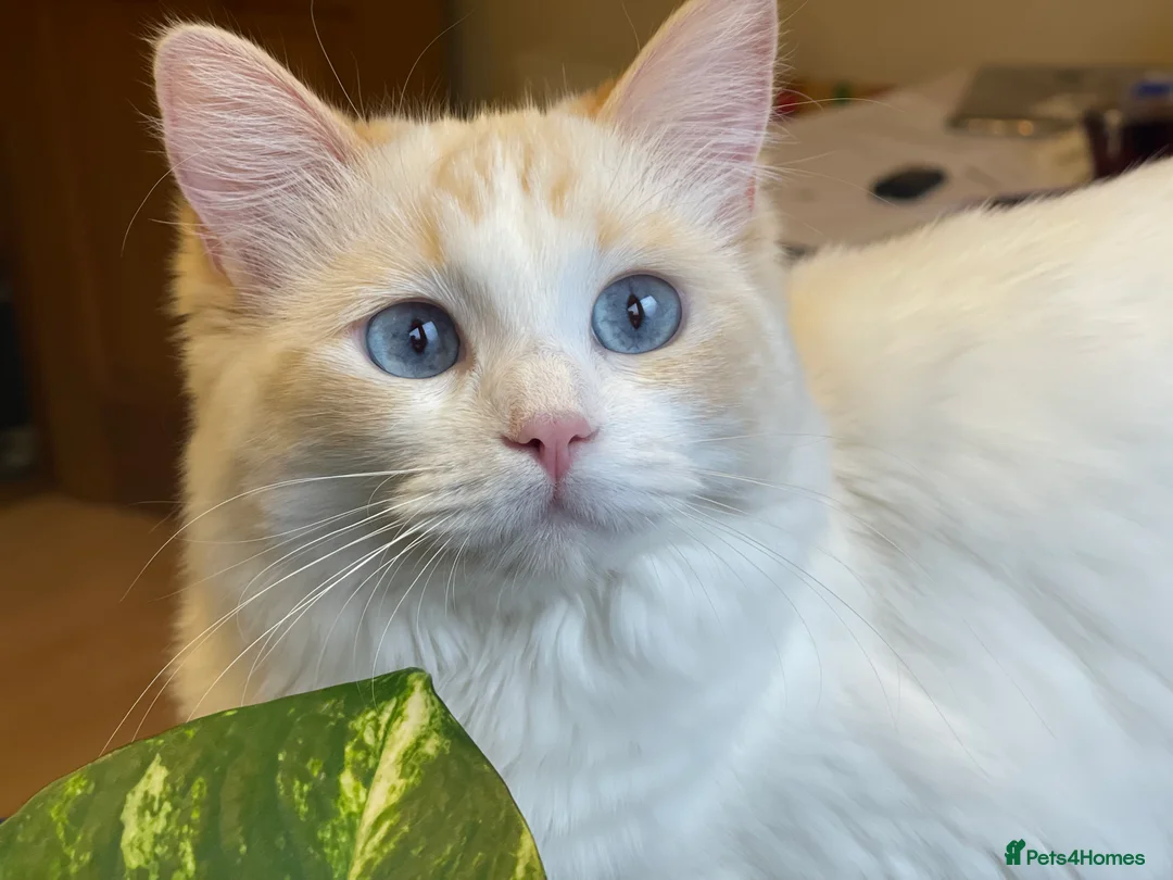 Ragdoll cats for sale: GCCF registered Ragdoll kittens purebred pedigree  - Advert 1