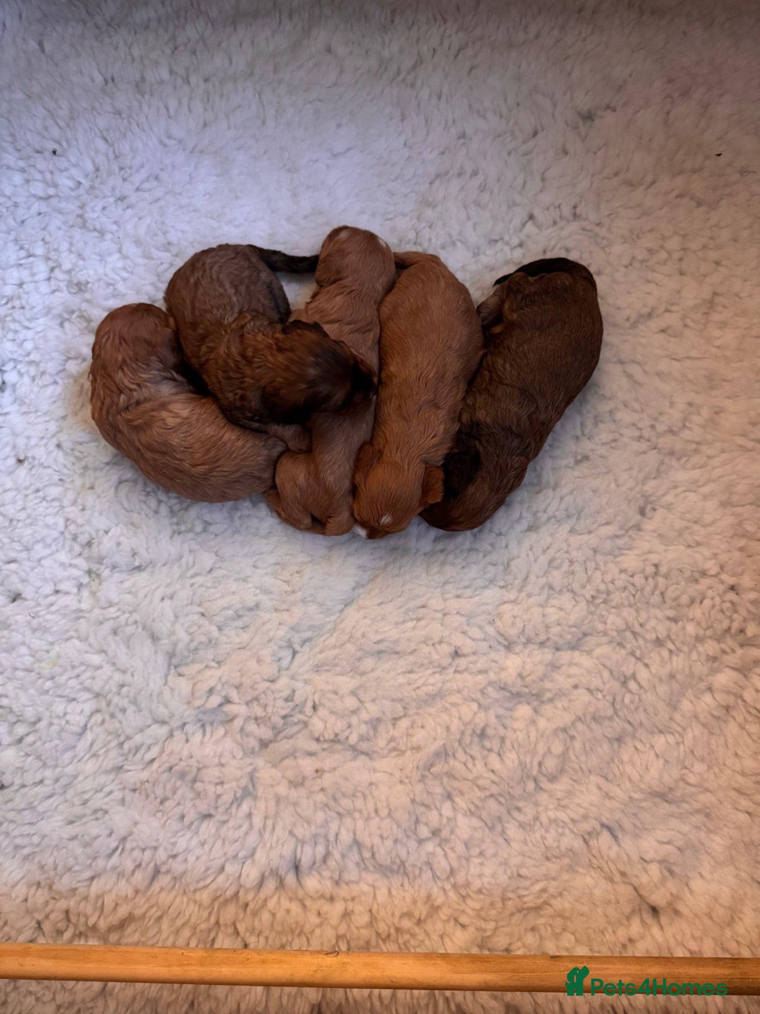 Cavapoo dogs 🐾🐶 F1 Cavapoo Puppies for Sale 🐶🐾 - Advert 2