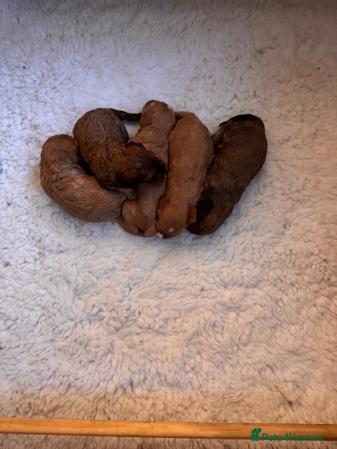 Cavapoo dogs for sale: 🐾🐶 F1 Cavapoo Puppies for Sale 🐶🐾 - Advert 2