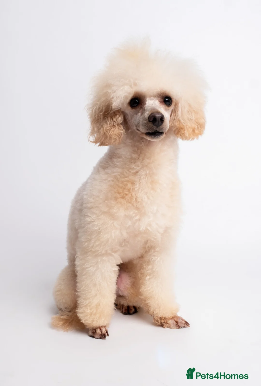 Toy Poodle dogs for stud: KC REG  HEALTH TESTED POODLE STUD  in Hoddesdon - Advert 8