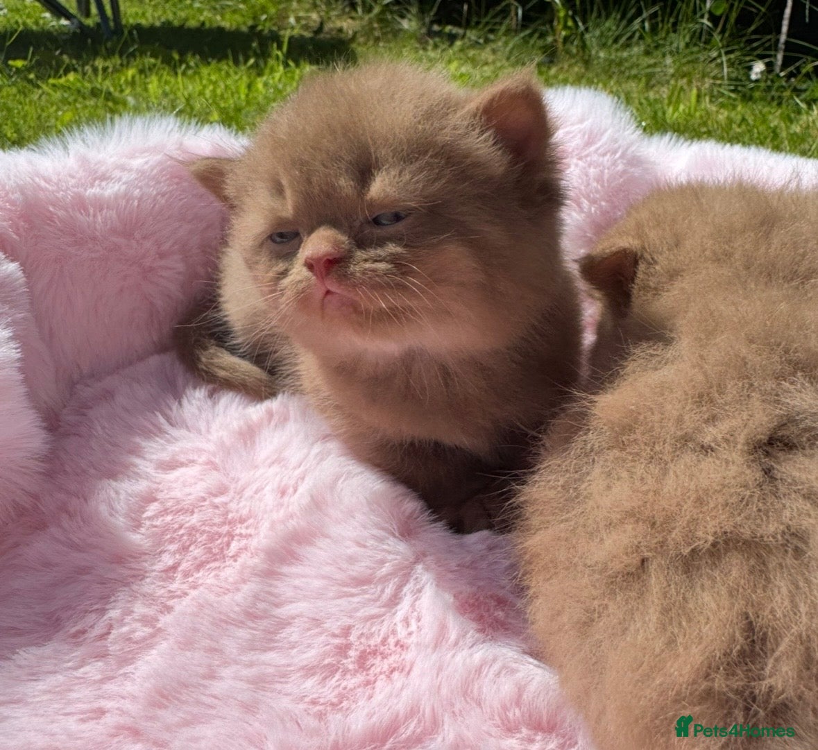 British Shorthair cats British shorthair kittens  - Advert 2
