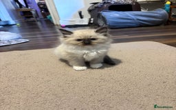 Ragdoll cats for sale: Pure Fluffy Ragdoll kittens - Image 18