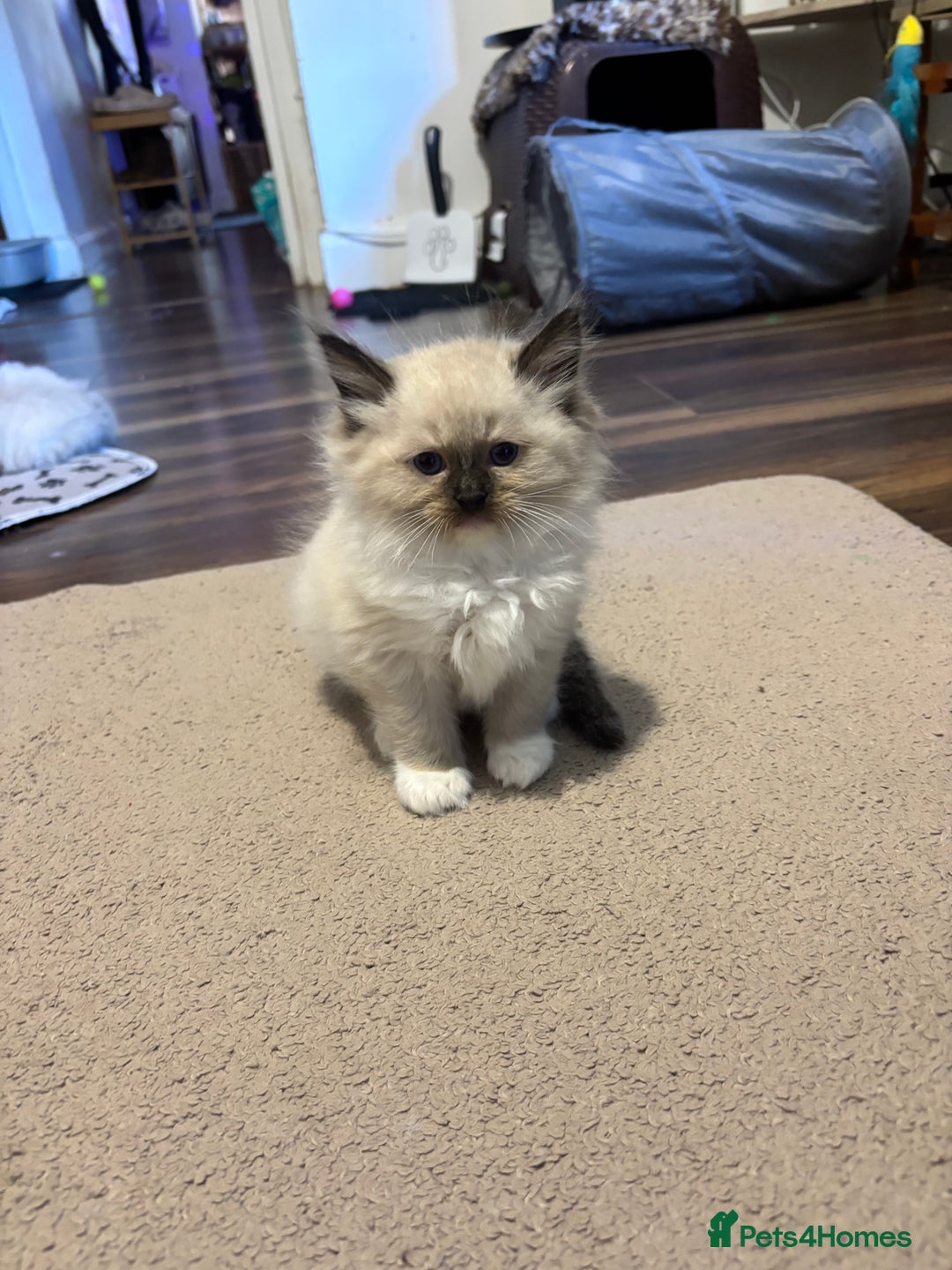 Ragdoll cats for sale: Pure Fluffy Ragdoll kittens - Image 18