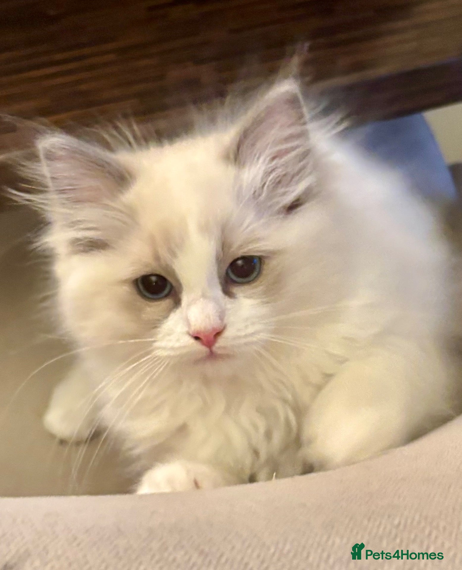 Ragdoll cats RAGDOLL KITTENS *VACCINATED & FREE INSURANCE* - Advert 3