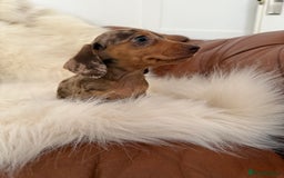Miniature Dachshund dogs for sale: Stunning Silver & Chocolate Dapple Miniatures - Image 14