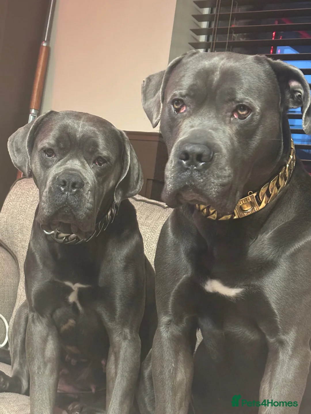 Cane Corso dogs for sale: Beautiful Cane Corso puppies for sale - Advert 13