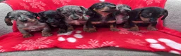Miniature Dachshund dogs for sale: ****6 beautiful boys 💙💙*** - Advert 6