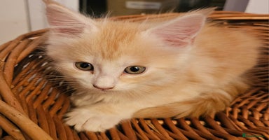 Maine Coon cats - Advert 5