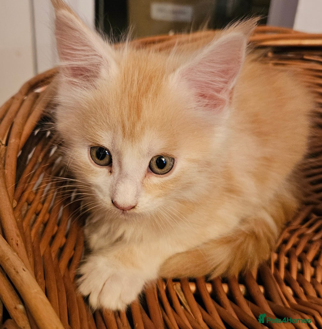 Maine Coon cats for sale: Pure Maine coons fully vaccinated and chipped  - Image 1