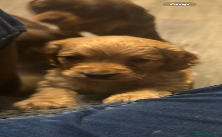 Cocker Spaniel dogs - Advert 11