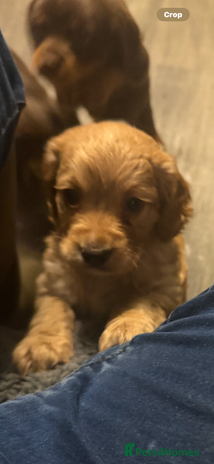 Cocker Spaniel dogs - Advert 11