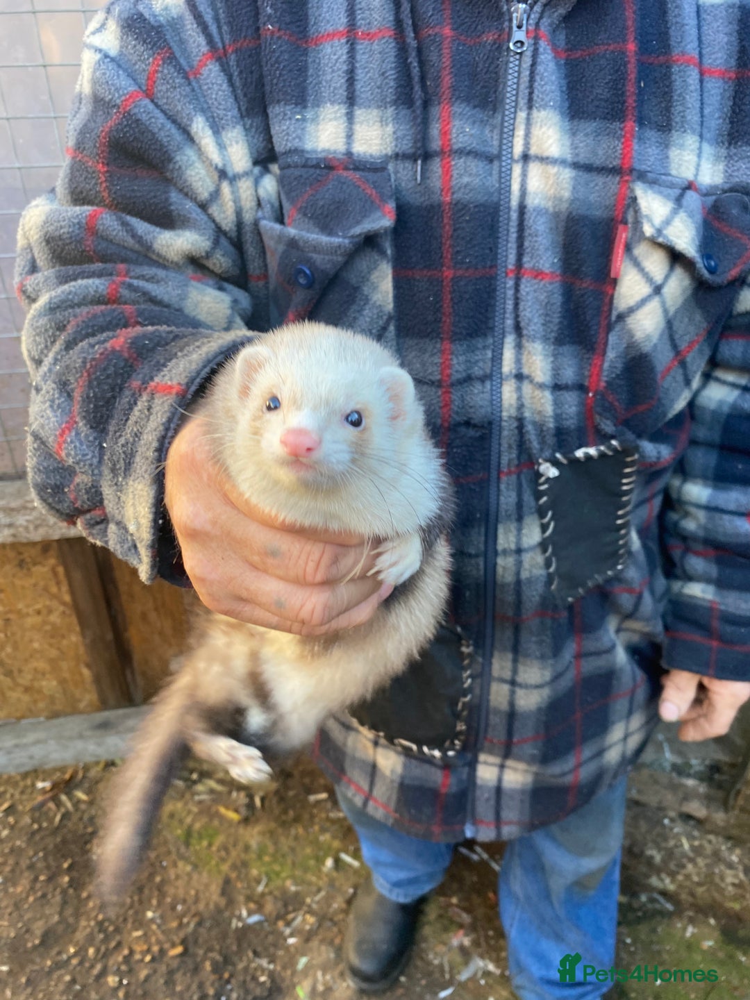 Ferret rodents for sale: Ferrets for sale  - Image 4
