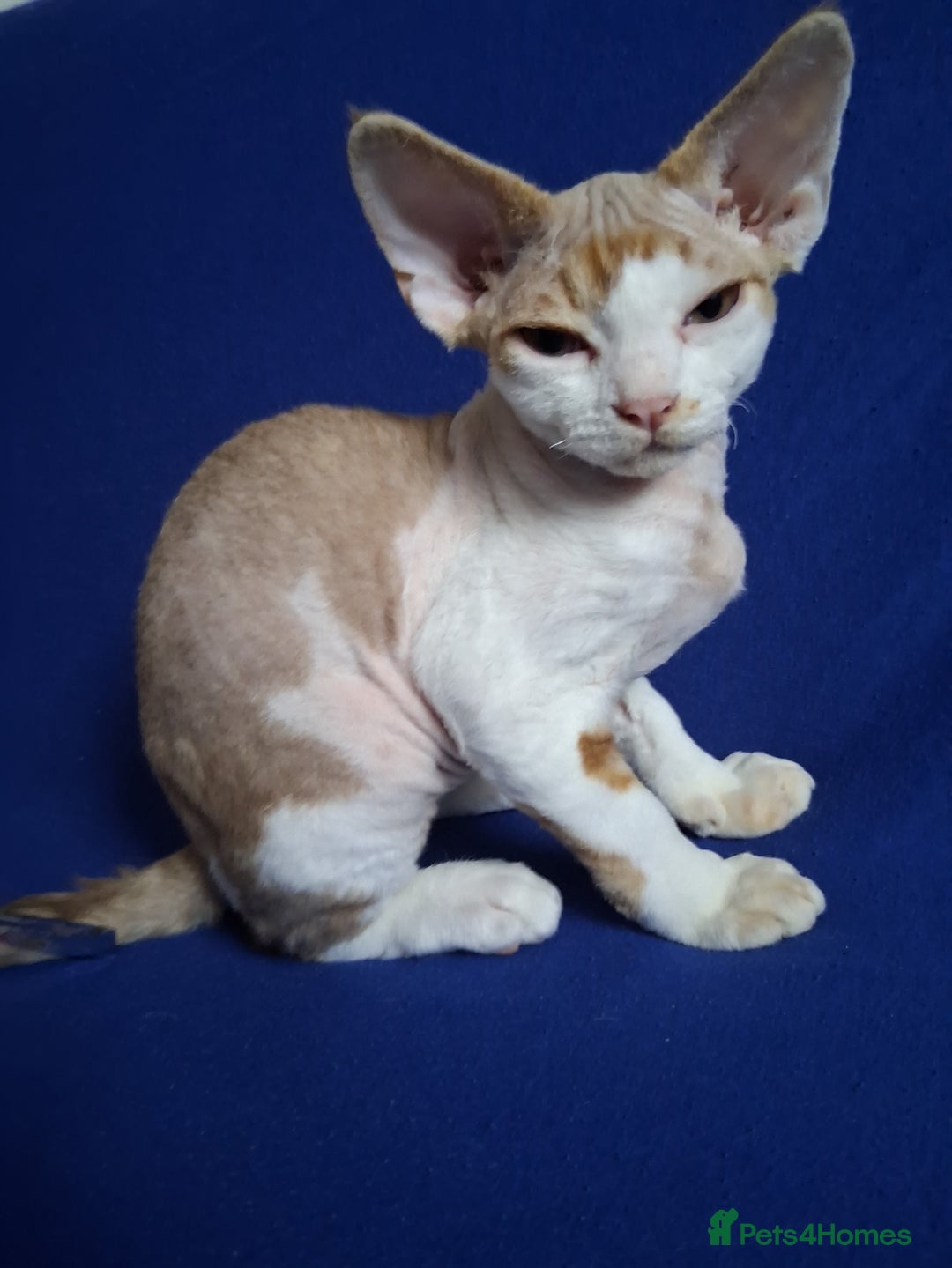 Devon Rex cats for sale: Adorable Devon Rex kittens for sale! - Image 6
