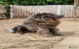 Shar Pei dogs for sale: Two Male Sharp pai dog's for sale 500 pounds each  - Image 2