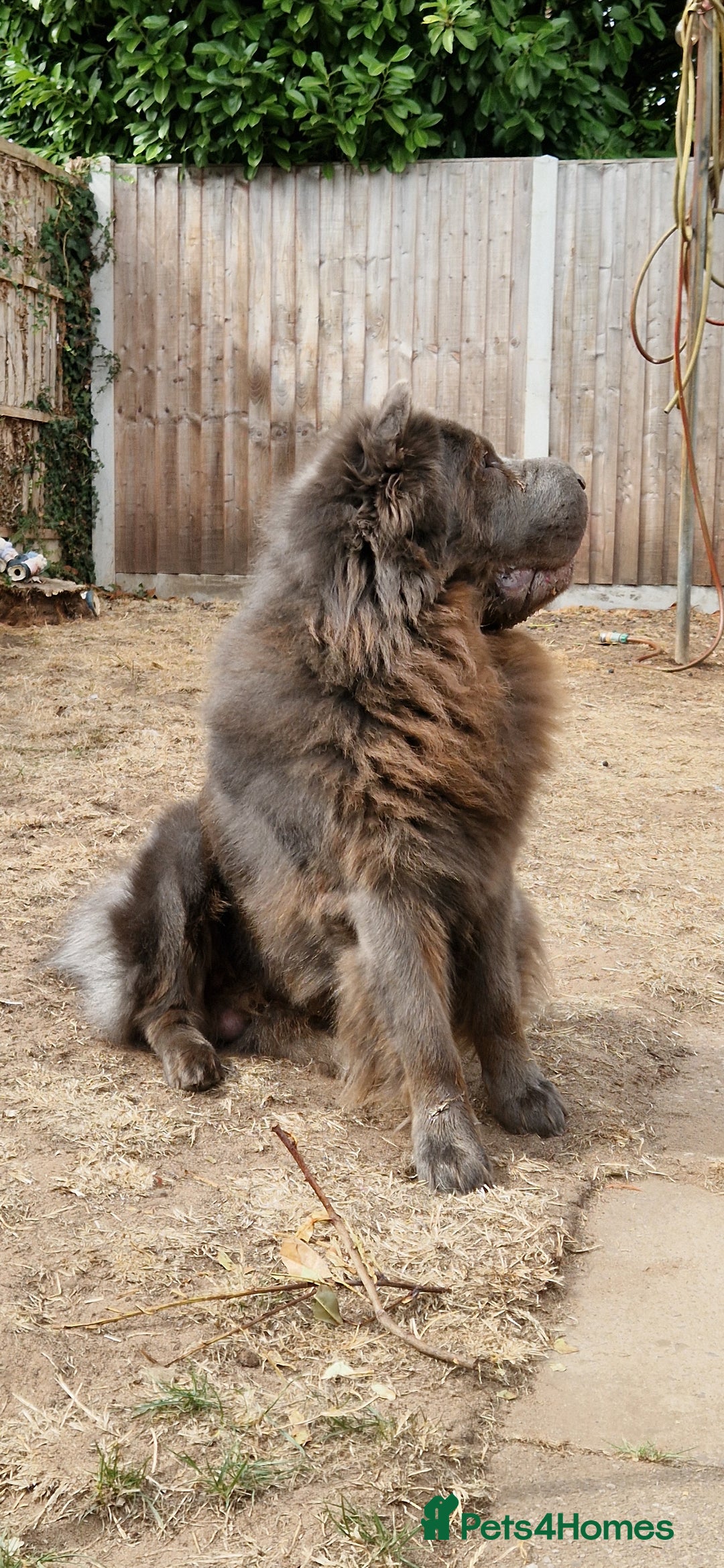 Shar Pei dogs for sale: Two Male Sharp pai dog's for sale 500 pounds each  - Image 2