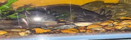 Other/Mixed Breed fish for sale: Axolotl 1x male 1x female (related)  - Advert 6