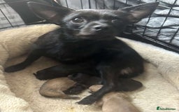 Chorkie dogs for sale: For sale  - Advert 12