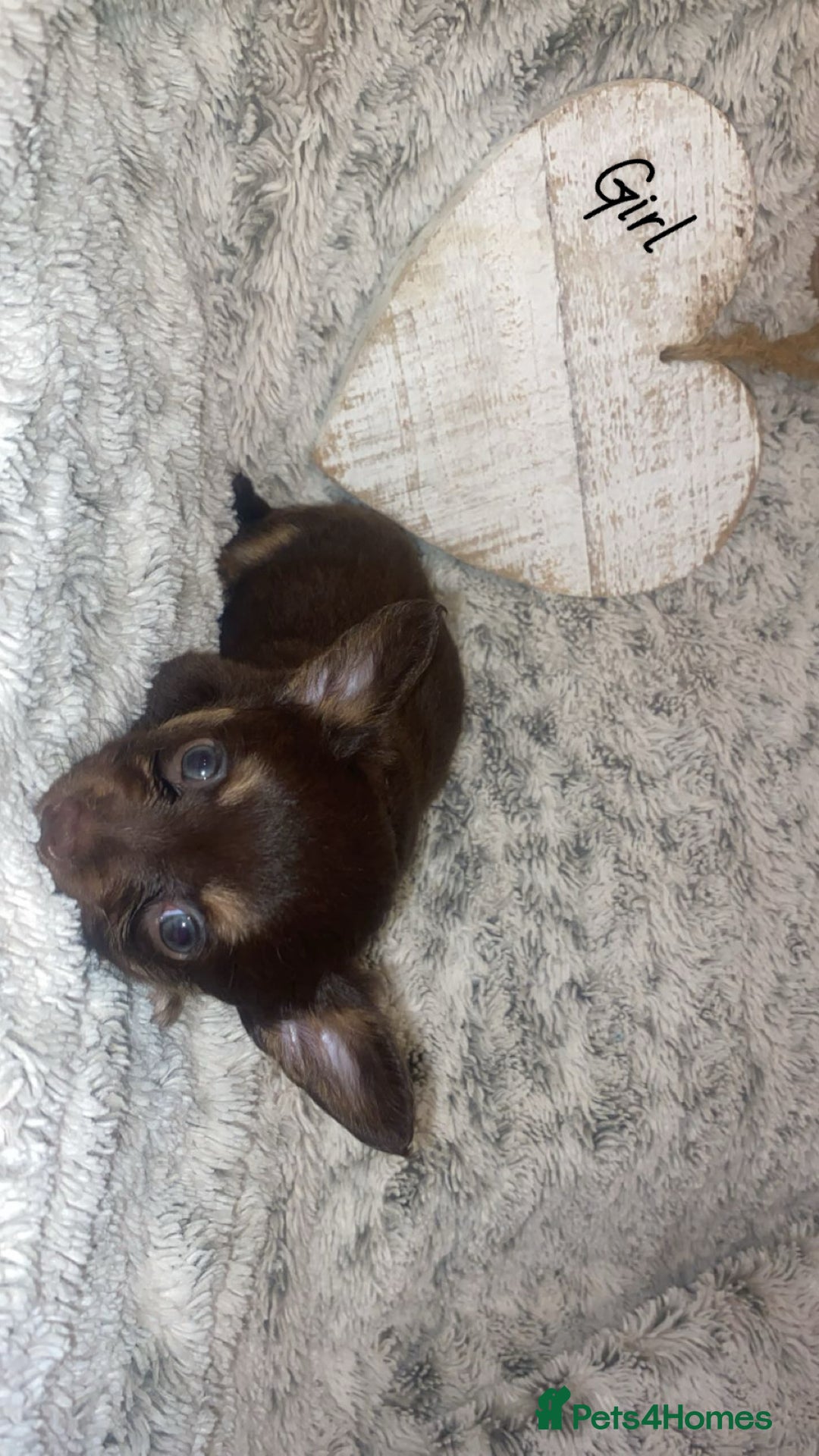 Chihuahua dogs for sale: ✨🐾 chihuahua pups 🐾✨ - Image 8
