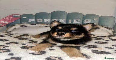Pomsky dogs Family-Raised Pomsky Pups - Advert 9