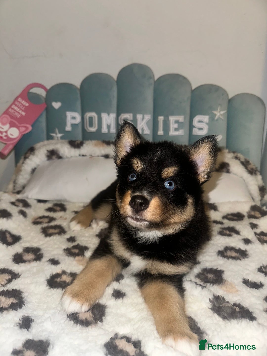 Pomsky dogs for sale: Family-Raised Pomsky Pups - Advert 2