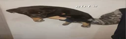 Mixed Breed dogs for sale: Rottsky puppies for sale  - Advert 3