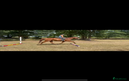 English Thoroughbred horses for sale: Five winds bunny b  - Image 9