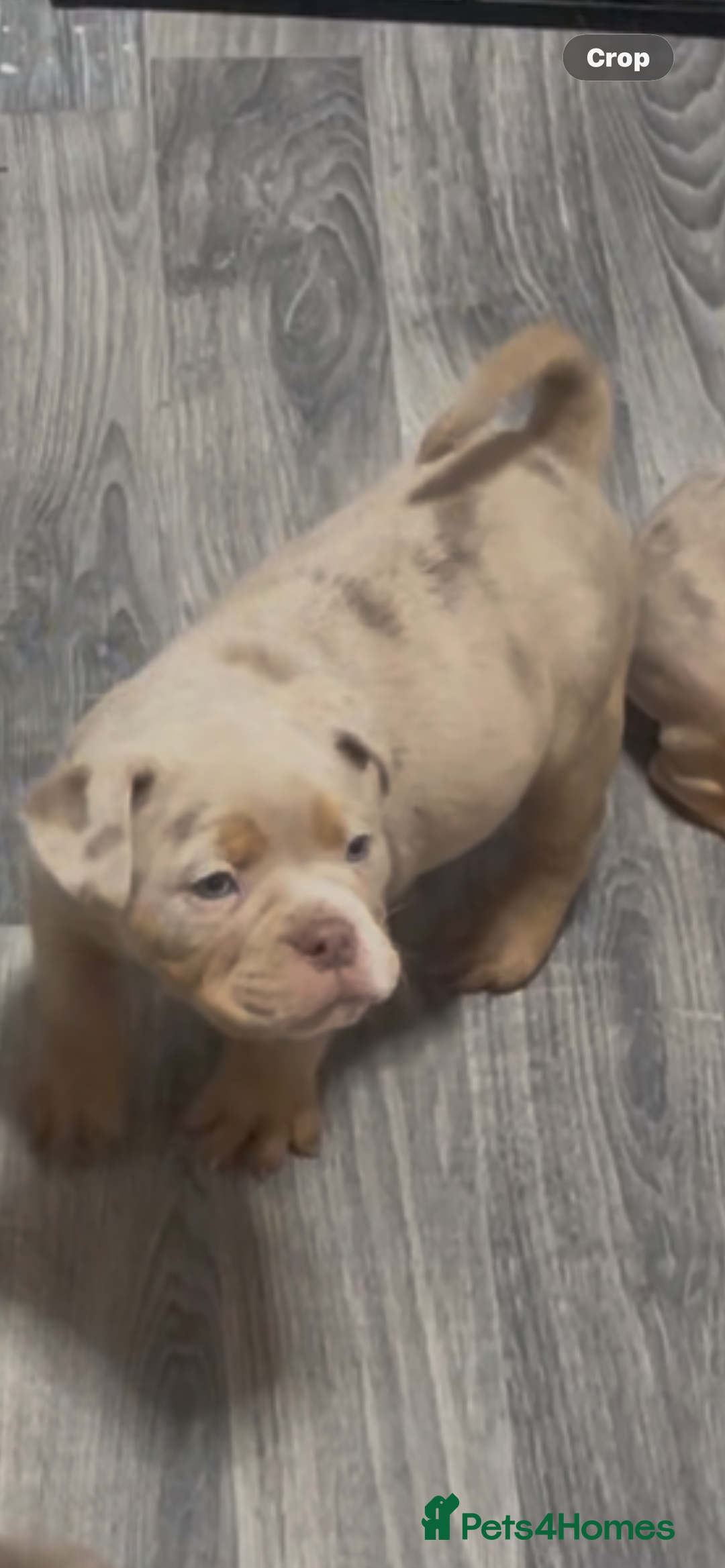 Olde English Bulldogge dogs for sale: Olde English Bulldogs - Advert 10