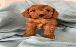 Cockapoo dogs for sale: Beautiful fox red cockapoo - Image 15