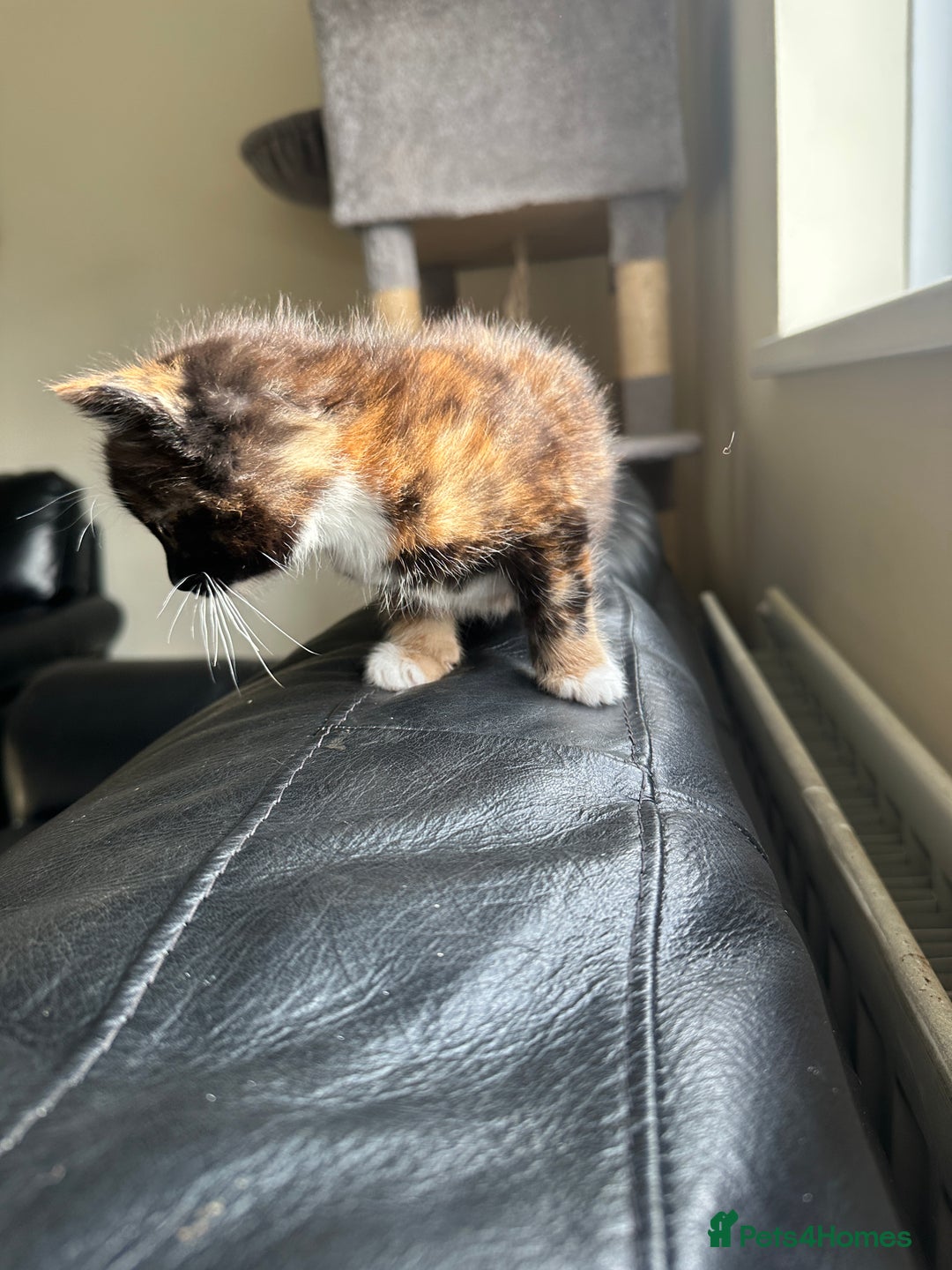 Mixed Breed cats for sale: Beautiful litter of kittens - Image 9