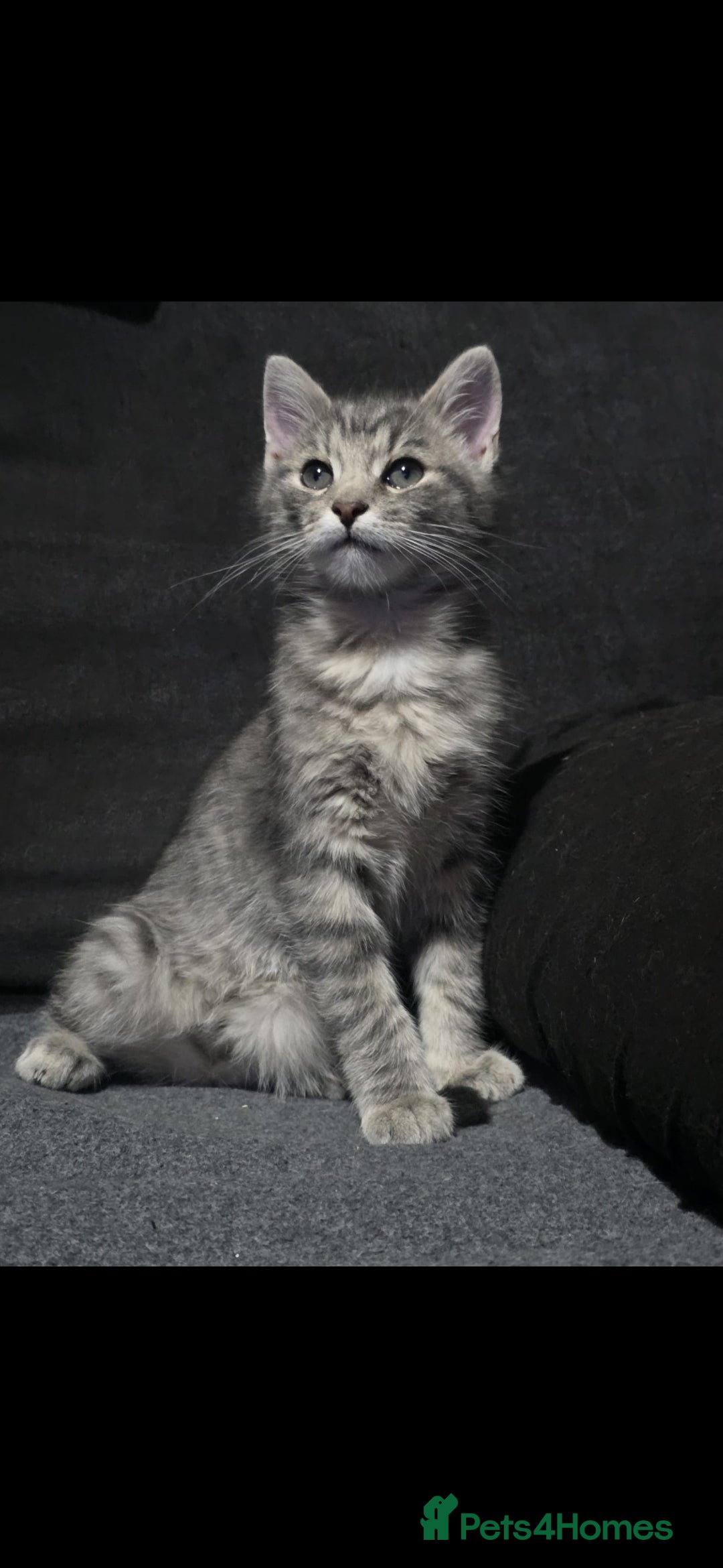 Mixed Breed cats GREY MIXED TABBY - only red boy left - Advert 15