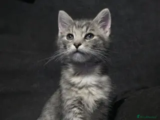 Mixed Breed cats GREY MIXED TABBY - only red boy left - Advert 15