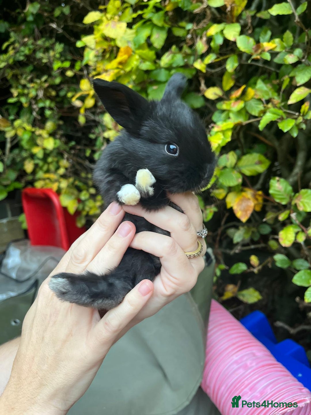 Mini Lop rabbits for sale: Mini Lop Baby Bunnies  - Image 2