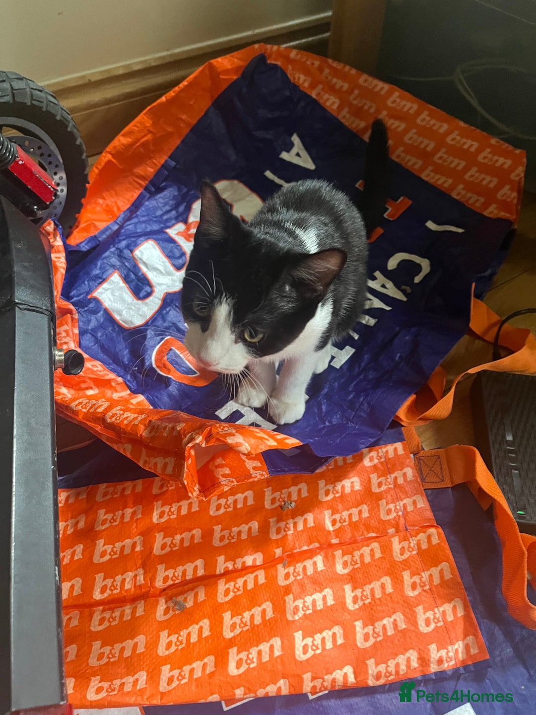 British Shorthair cats for sale: 1 black and white male cat for sale!!! - Image 3