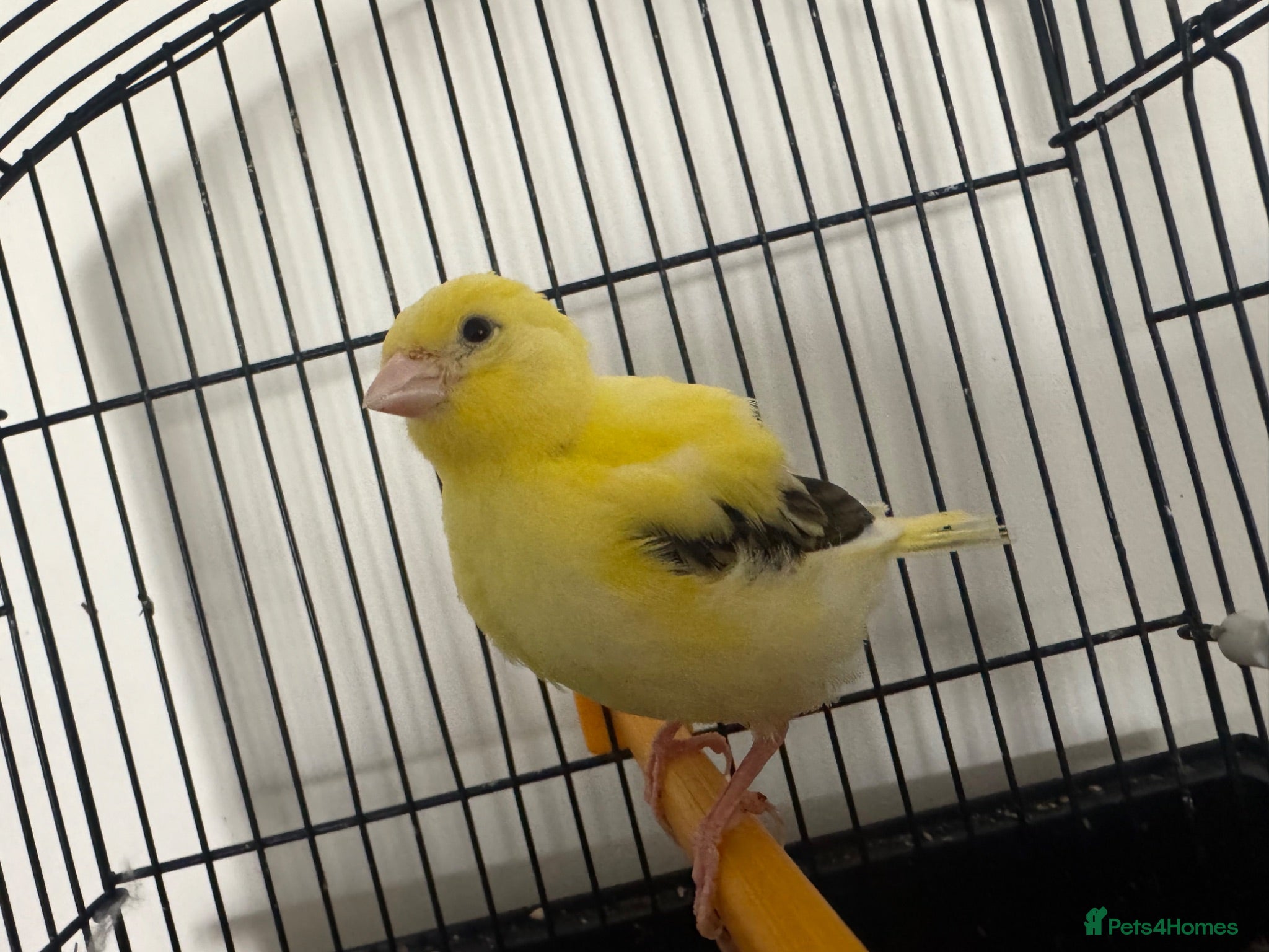 Canaries birds Variegated yellow fife canary  - Advert 2