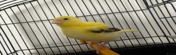 Canaries birds for sale: Variegated yellow fife canary  - Advert 1