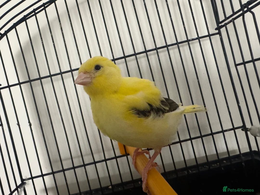Canaries birds for sale: Variegated yellow fife canary  - Advert 1