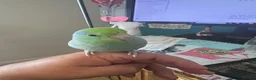 Parrots birds for sale: Parrotlet named Charlie in Reading - Advert 5
