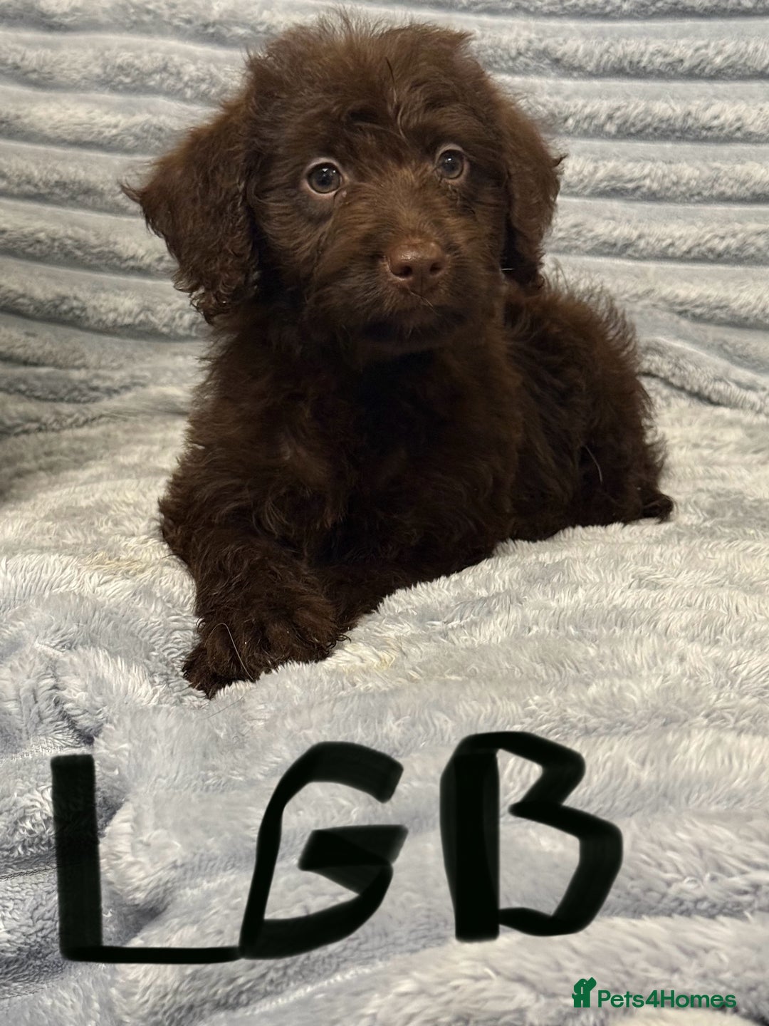 Labradoodle dogs for sale: F1 labradoodle pups  - Advert 6