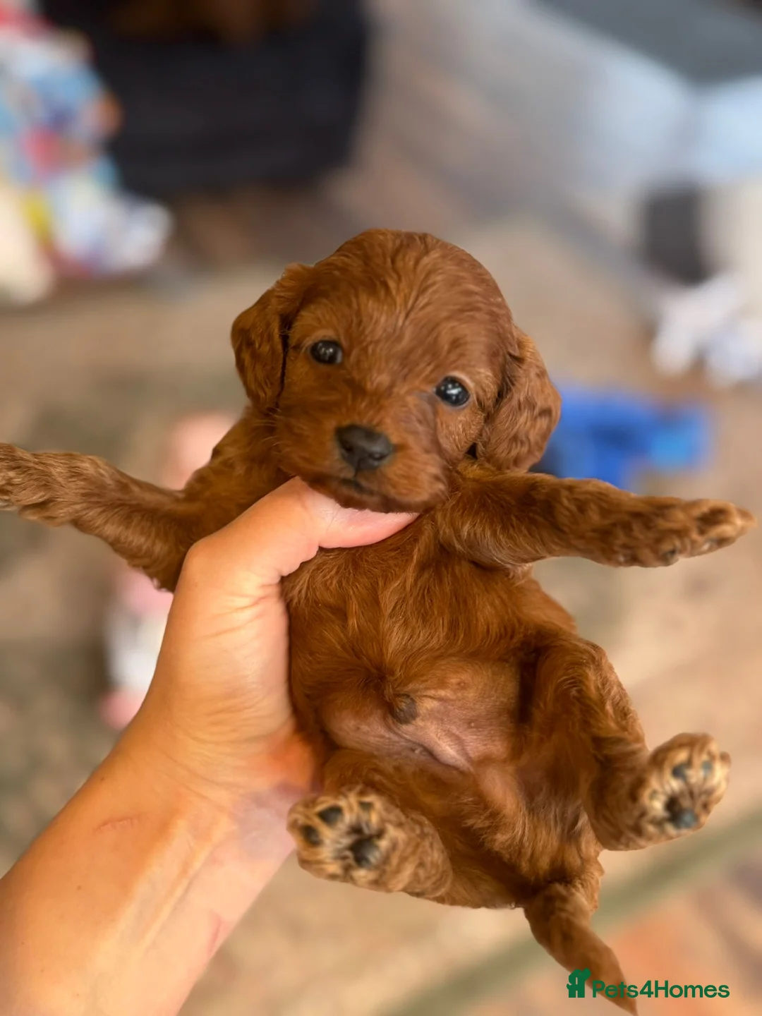 Cavapoo dogs for sale: Solid red tiny Beautiful cavapoo puppies ❤️💙 - Advert 5