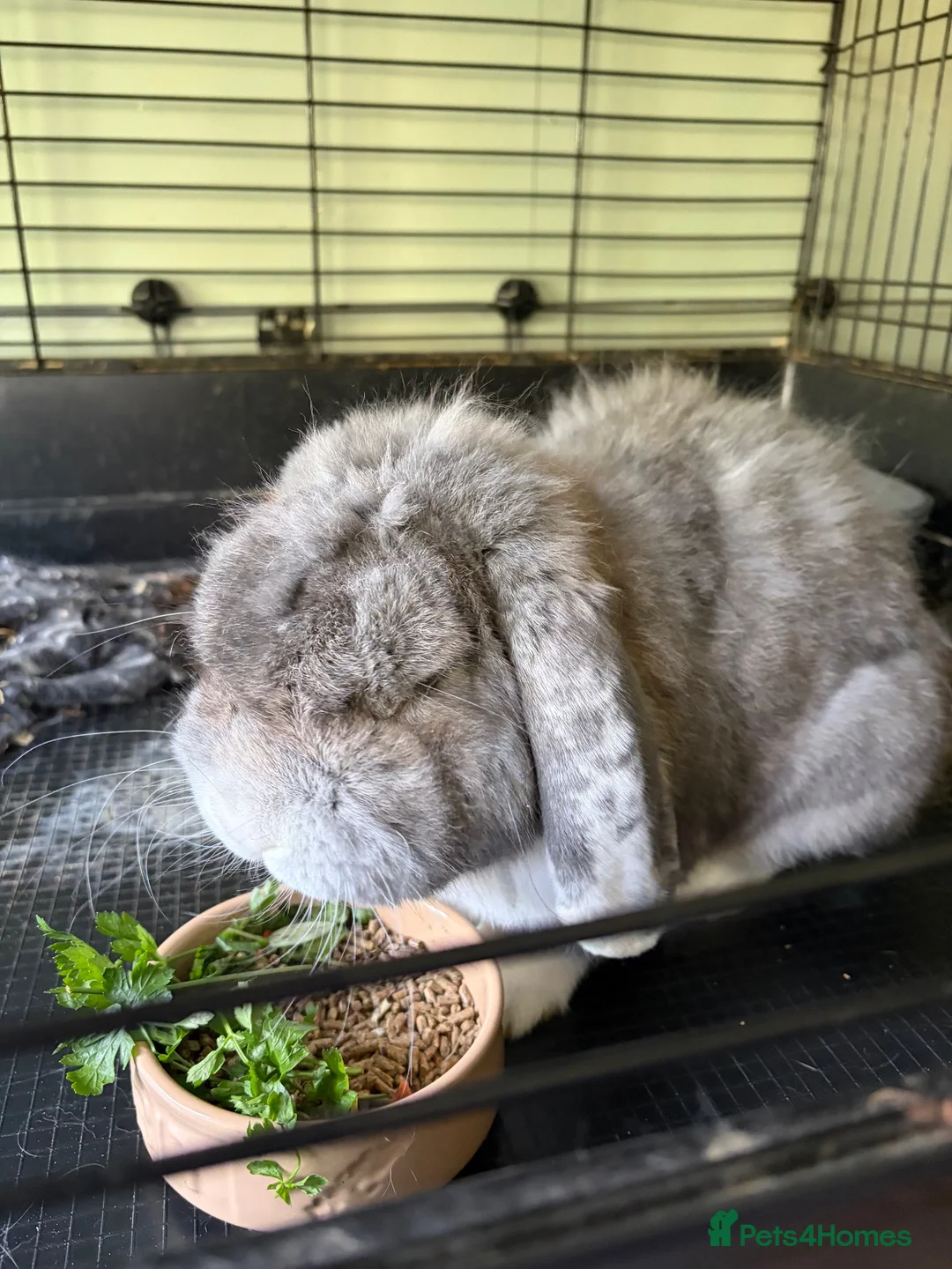 French Lop rabbits for sale: Gorgeous French lop rabbits - Advert 6