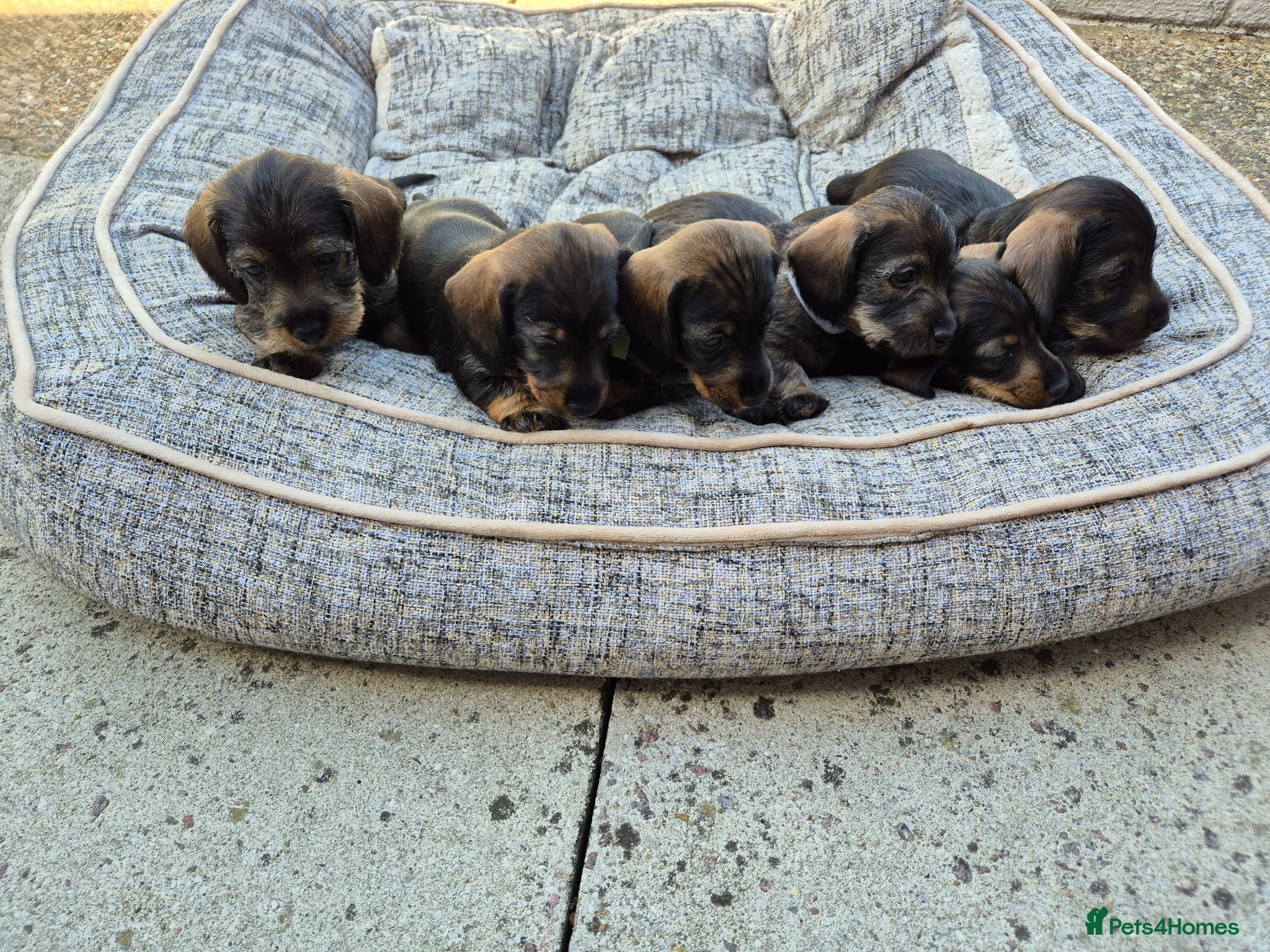 Miniature Dachshund dogs RKC mini wirehaired dachsund puppies  - Advert 16