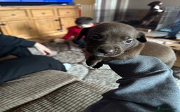 Mixed Breed dogs for sale: male spaniel x bully - Image 5