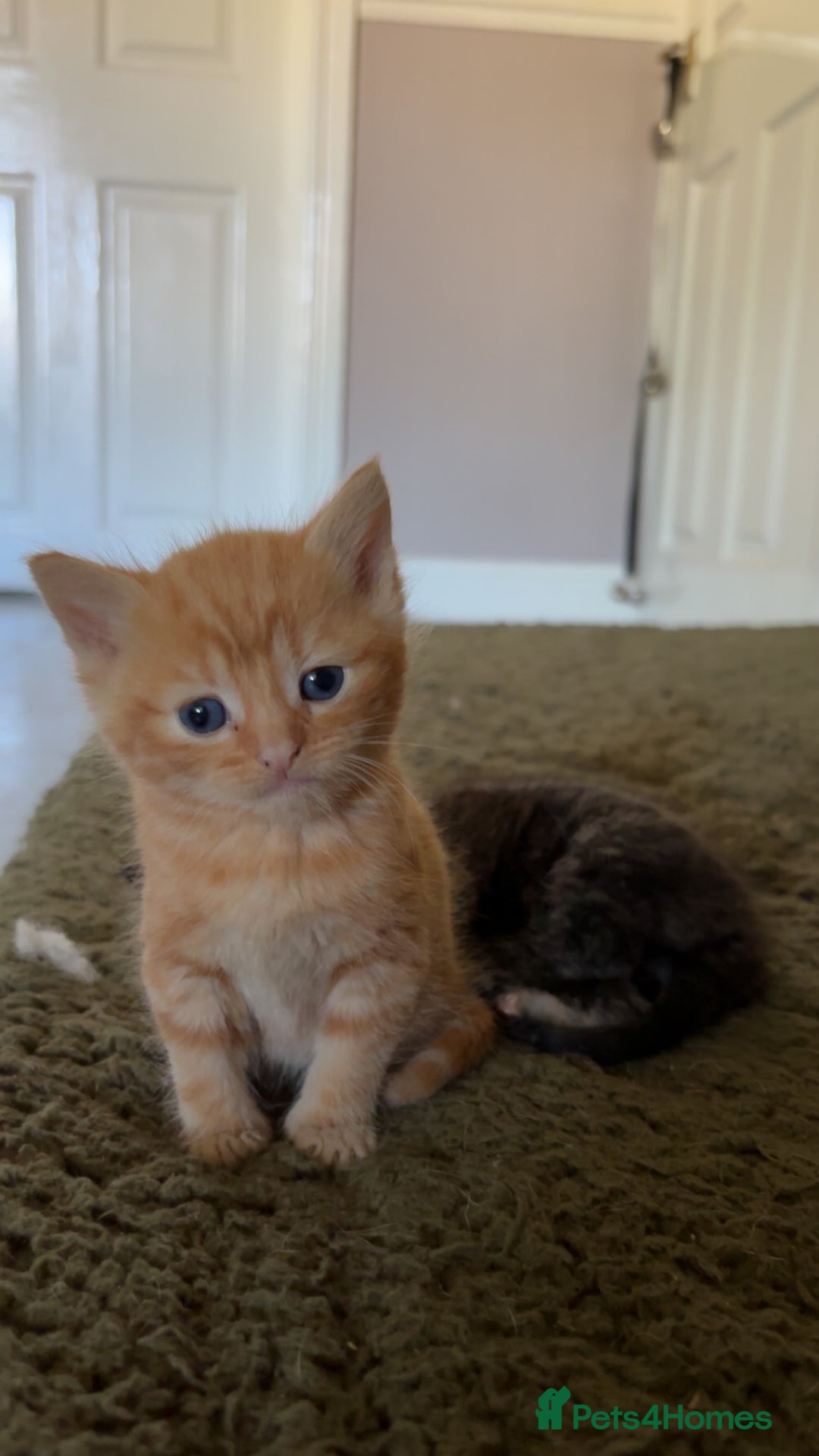 Mixed Breed cats for sale: Kittens for sale - Image 2