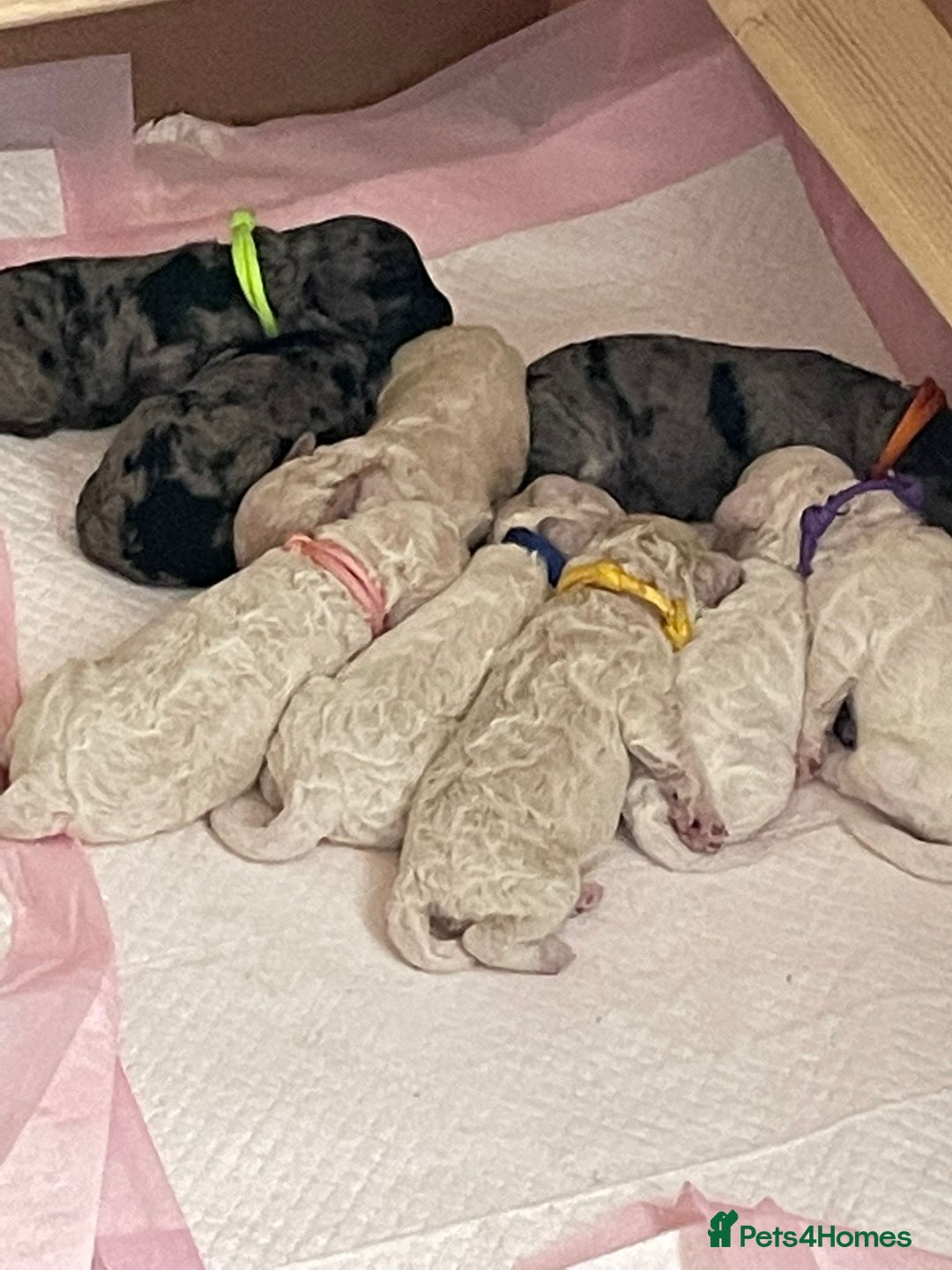 Miniature Poodle dogs for stud: Gorgeous miniature poodle  in Shepton Mallet - Advert 6