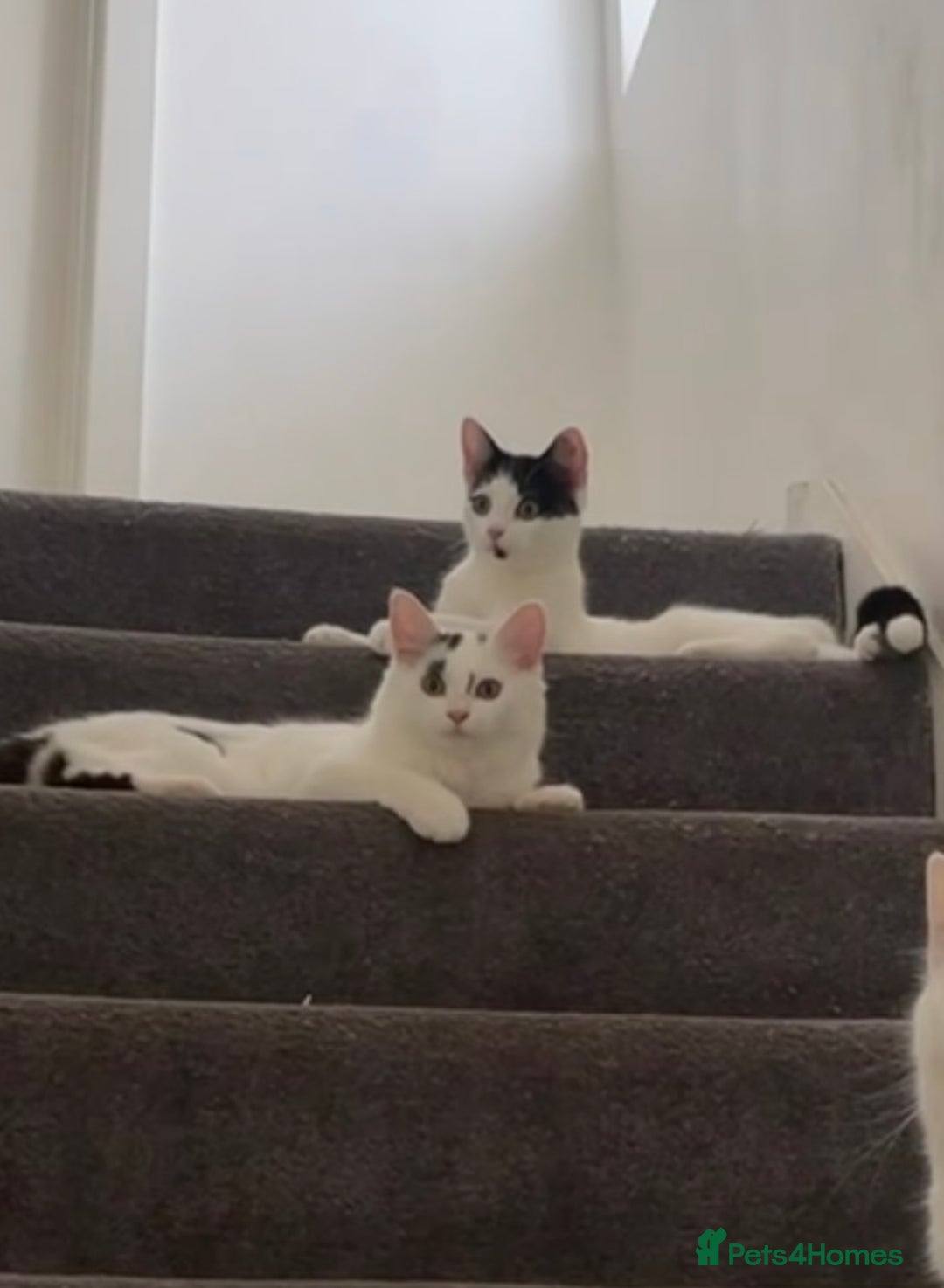 British Shorthair cats for sale: Two sweet siblings looking for forever home - Image 2