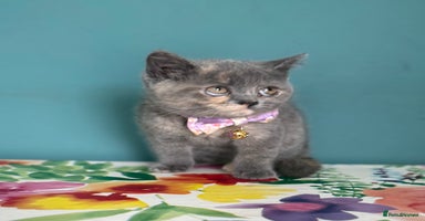 British Shorthair cats - Advert 7