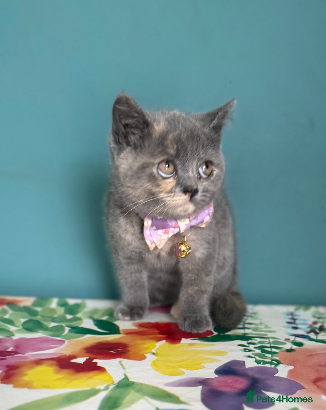 British Shorthair cats for sale: Top quality GCCF reg BSH grand champion lines - Image 2